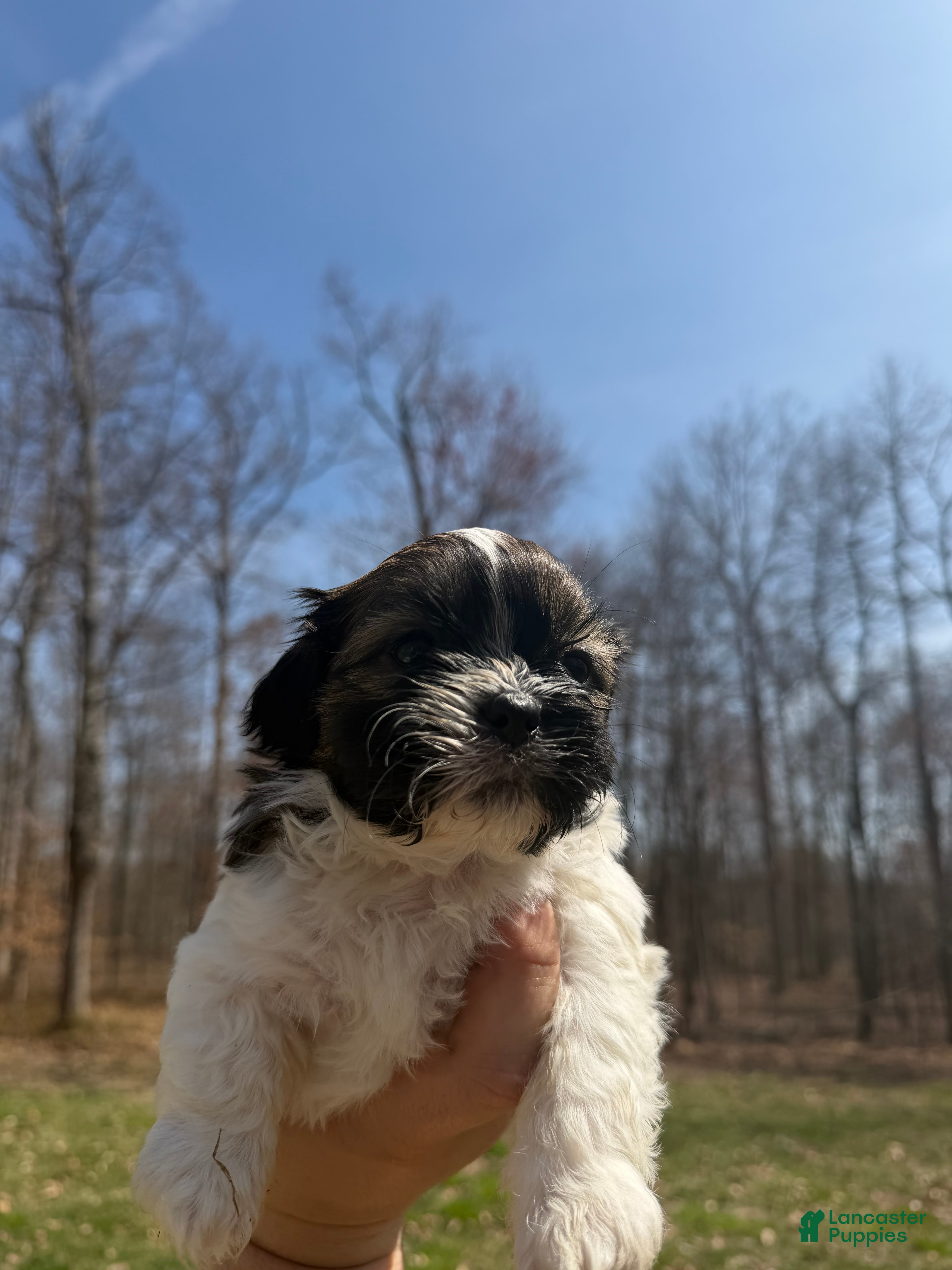 Shih Tzu dogs Maxwell - Ad 1