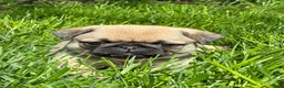 Pug dogs for sale: Toby - Ad 8