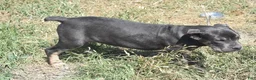 Cane Corso dogs for sale: Trippy - Ad 2