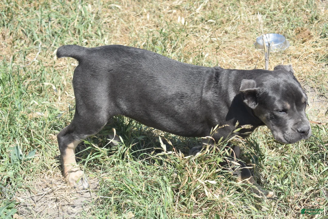 Cane Corso dogs for sale: Trippy - Ad 2
