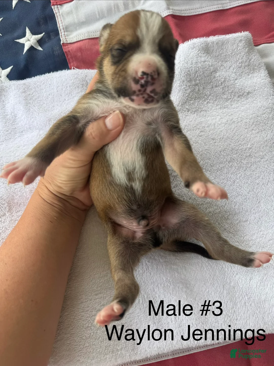 American Bulldog dogs for sale: Waylon Jennings/ Male #3 - Ad 2