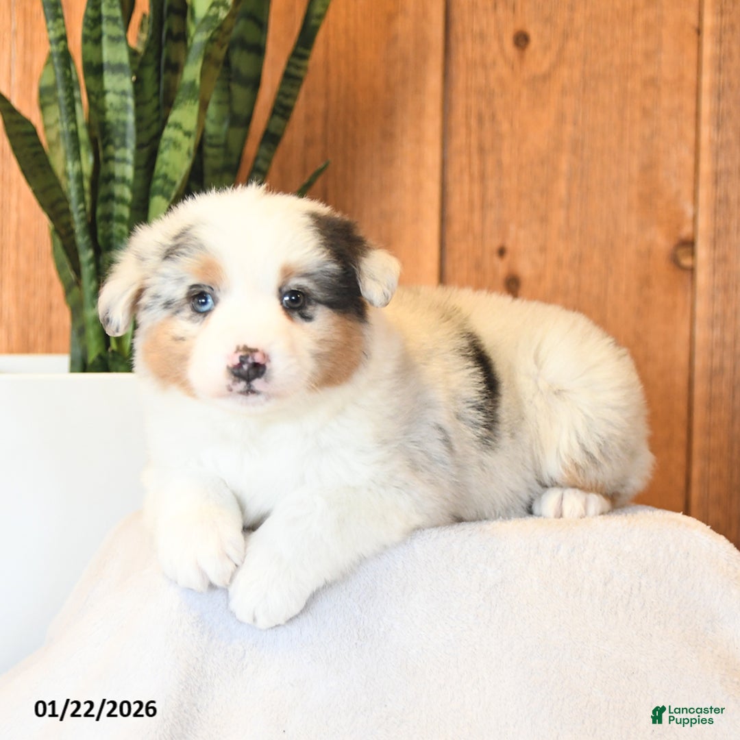 Miniature Australian Shepherd dogs for sale: Landon - Ad 4