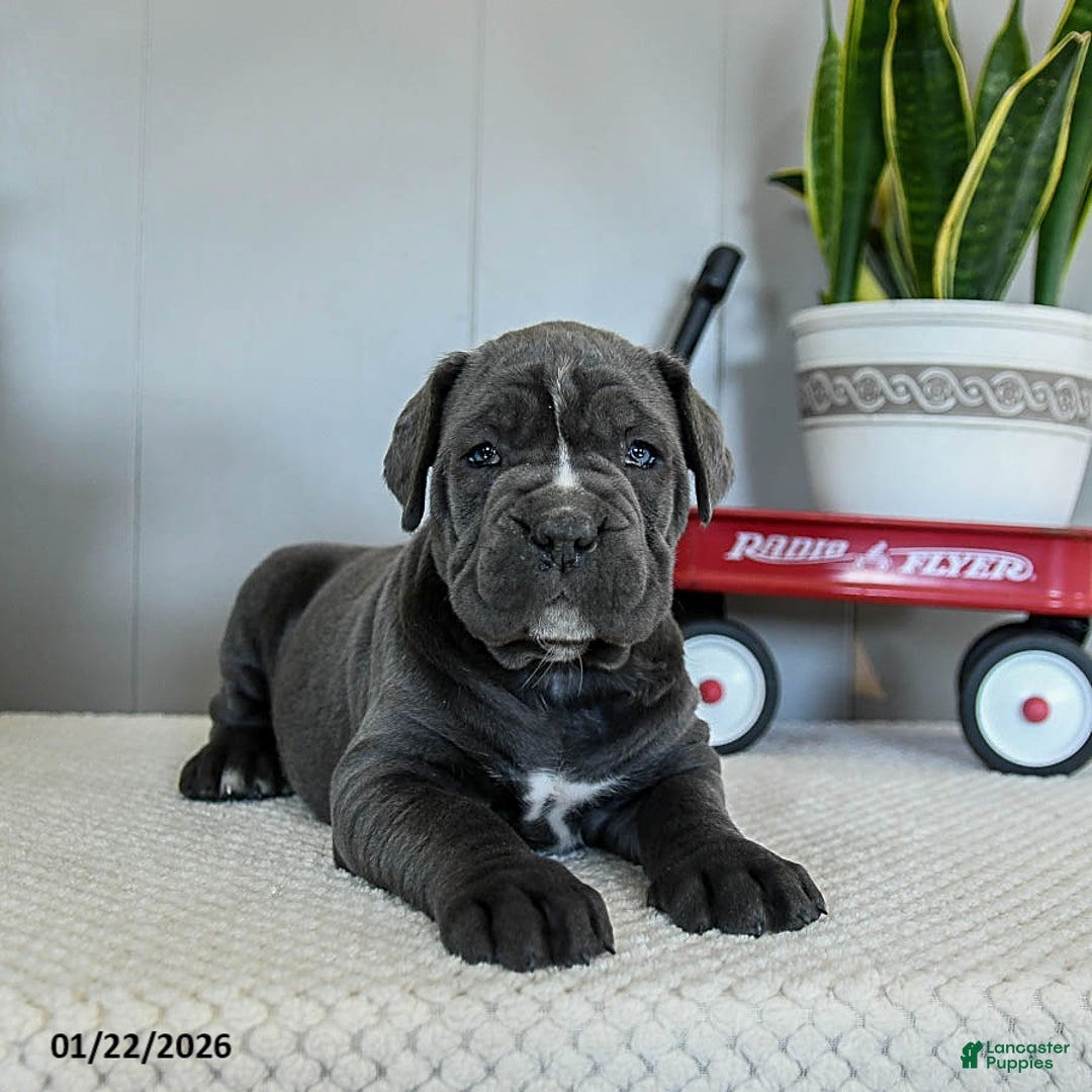 Cane Corso dogs for sale: Holly - Ad 4