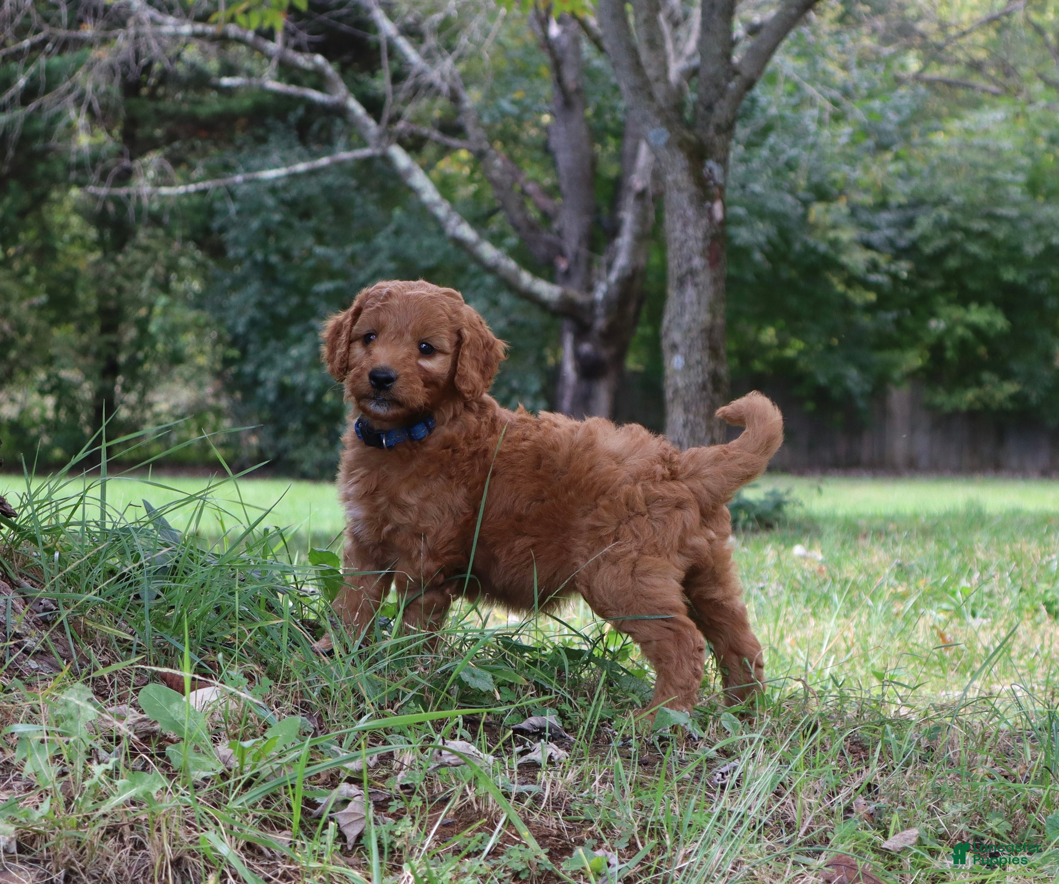 Mini Goldendoodle dogs Cappuccino  - Ad 2