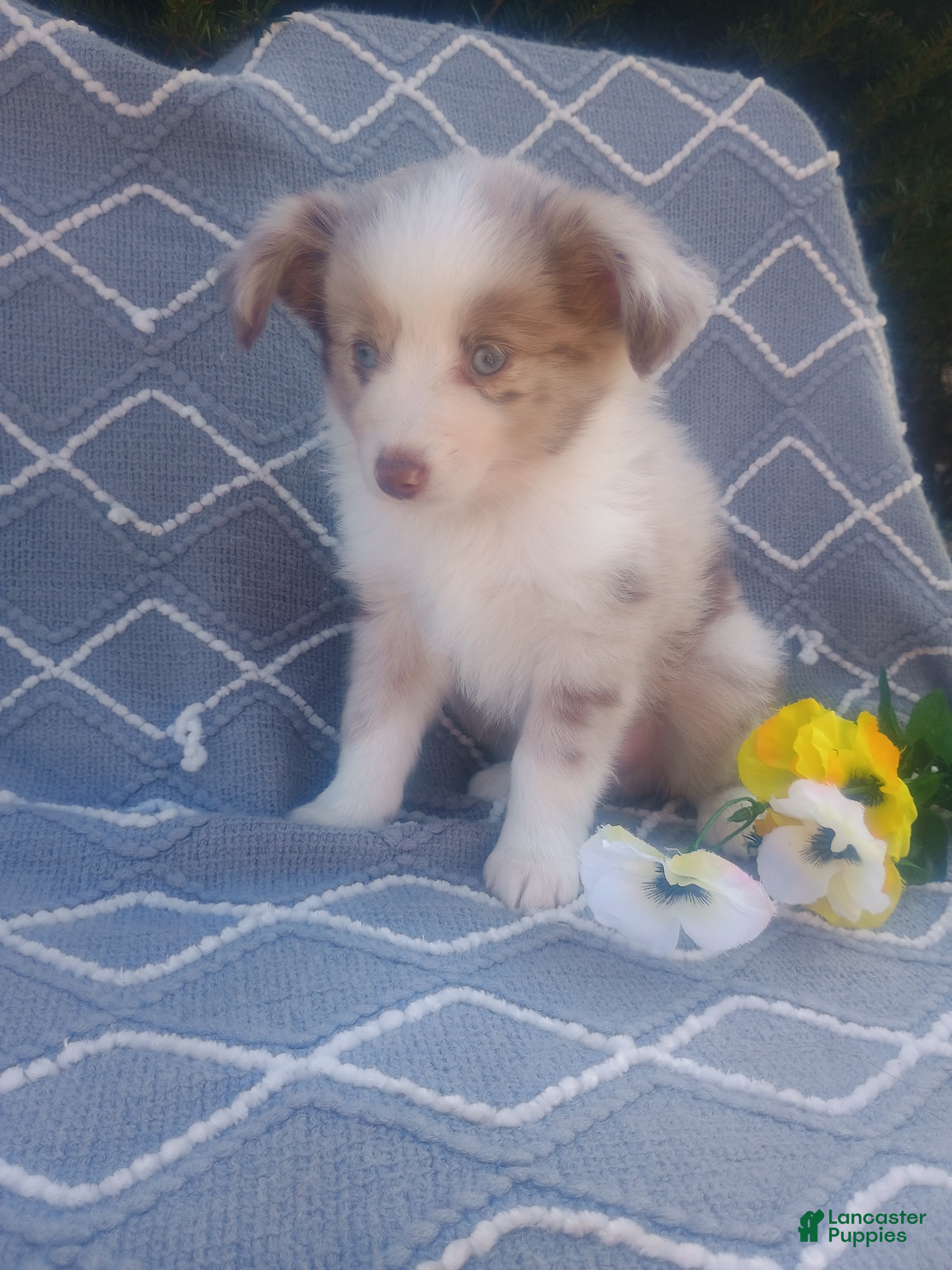 Toy Australian Shepherd dogs Toy Australian Shepherd Puppy 1 - Ad 1