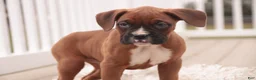 Boxer dogs for sale: Avery - Ad 6