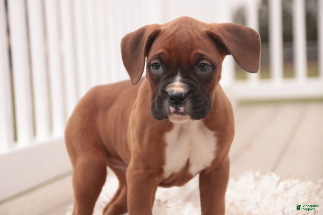 Boxer dogs for sale: Avery - Ad 6