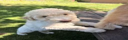 Labradoodle dogs for sale: Hera - Ad 9