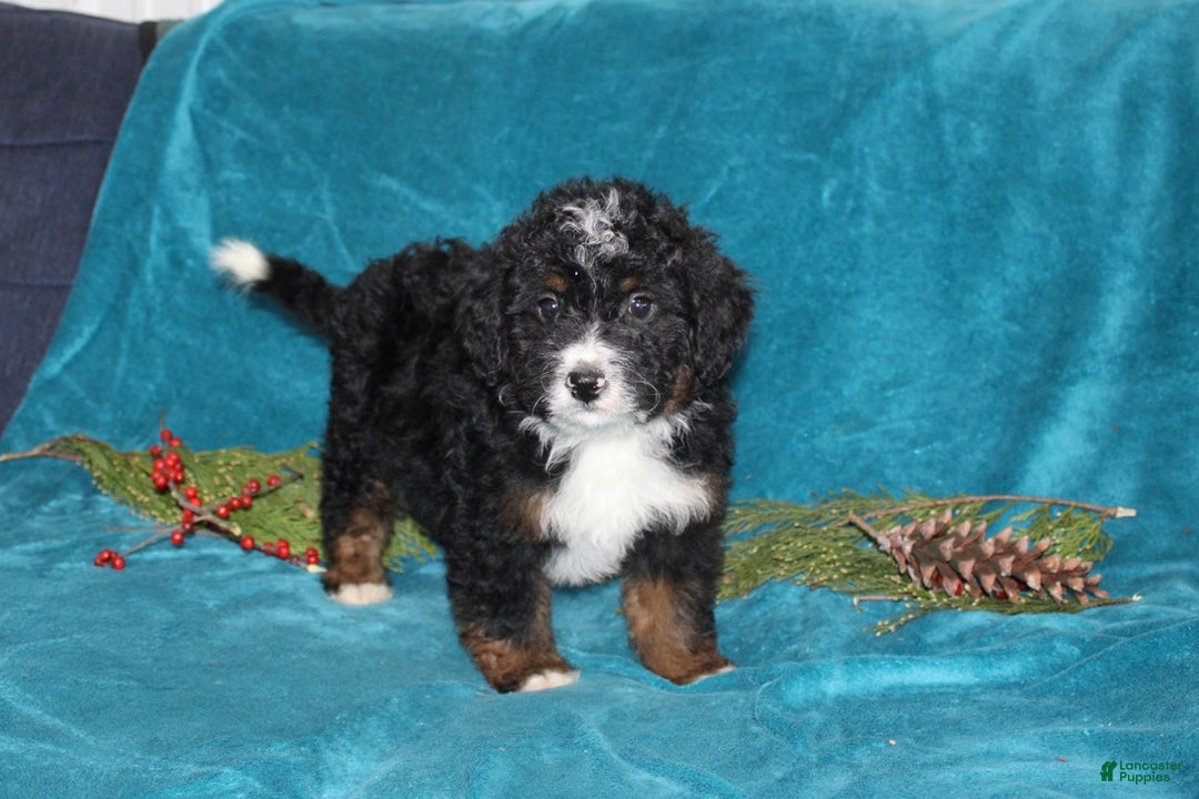 Mini Bernedoodle dogs for sale: Buster - Ad 5