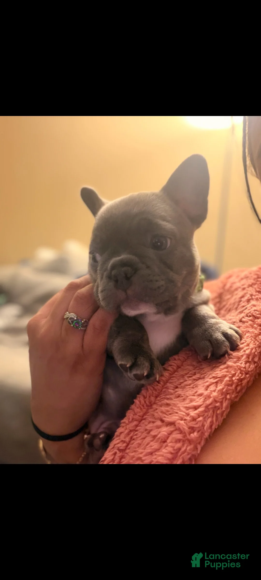 French Bulldog dogs for sale: Stormy - Ad 11
