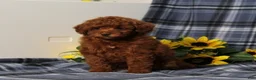 Miniature Poodle dogs for sale: Clue Junior - Ad 5