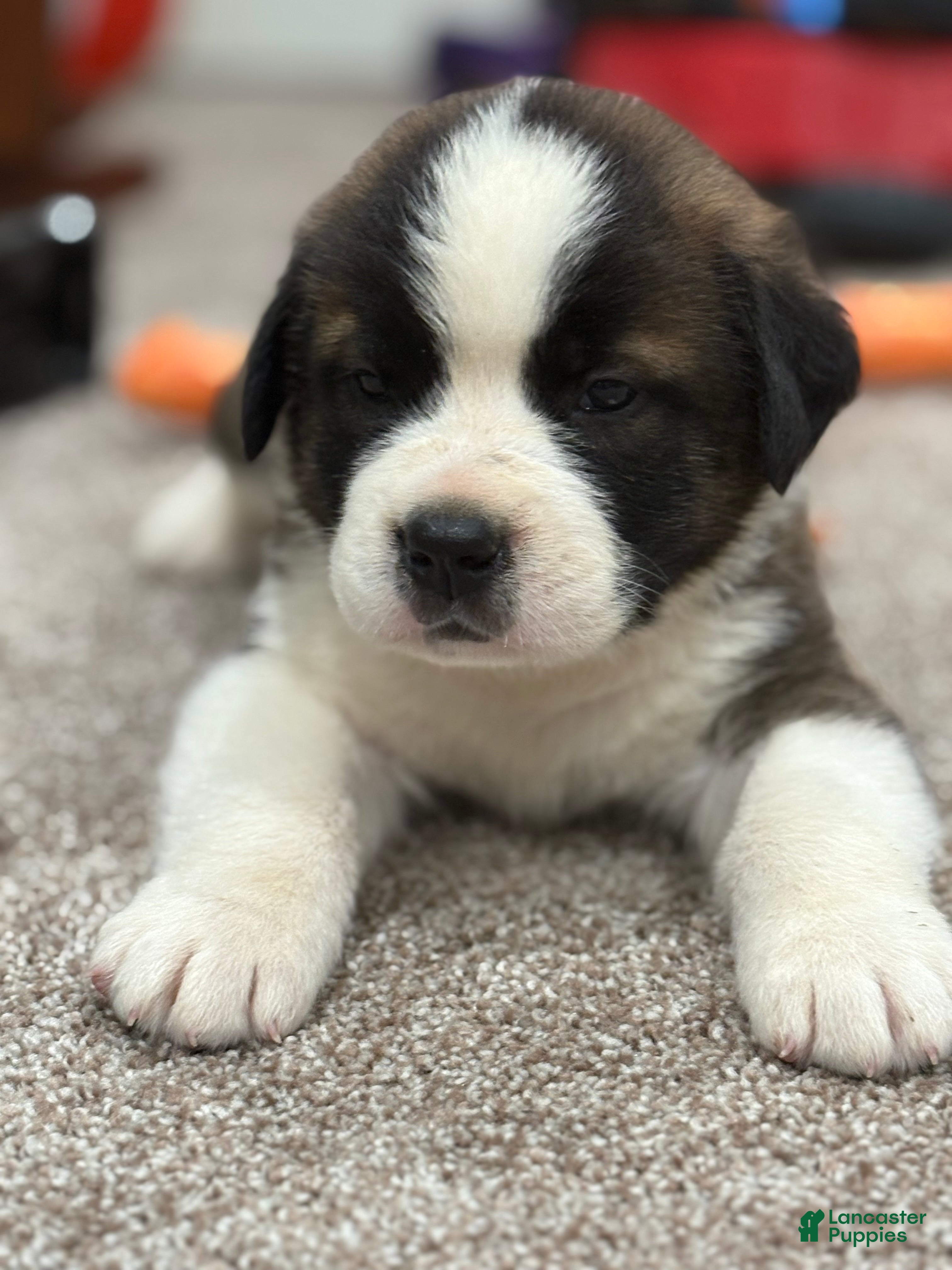 Saint Bernard dogs Rocky - Ad 1