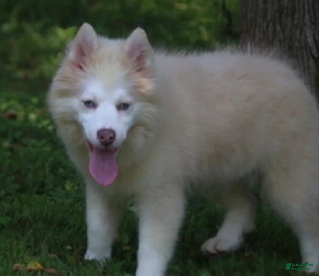 Pomsky dogs for sale: Max  - Ad 1