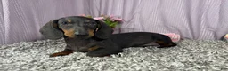 Miniature Dachshund dogs for sale: Miniature Dachshund 2 - Ad 3
