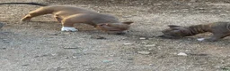 American Bully dogs for sale: American Bully 2 - Ad 4