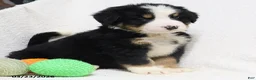 Bernese Mountain Dog dogs for sale: Maverick - Ad 9