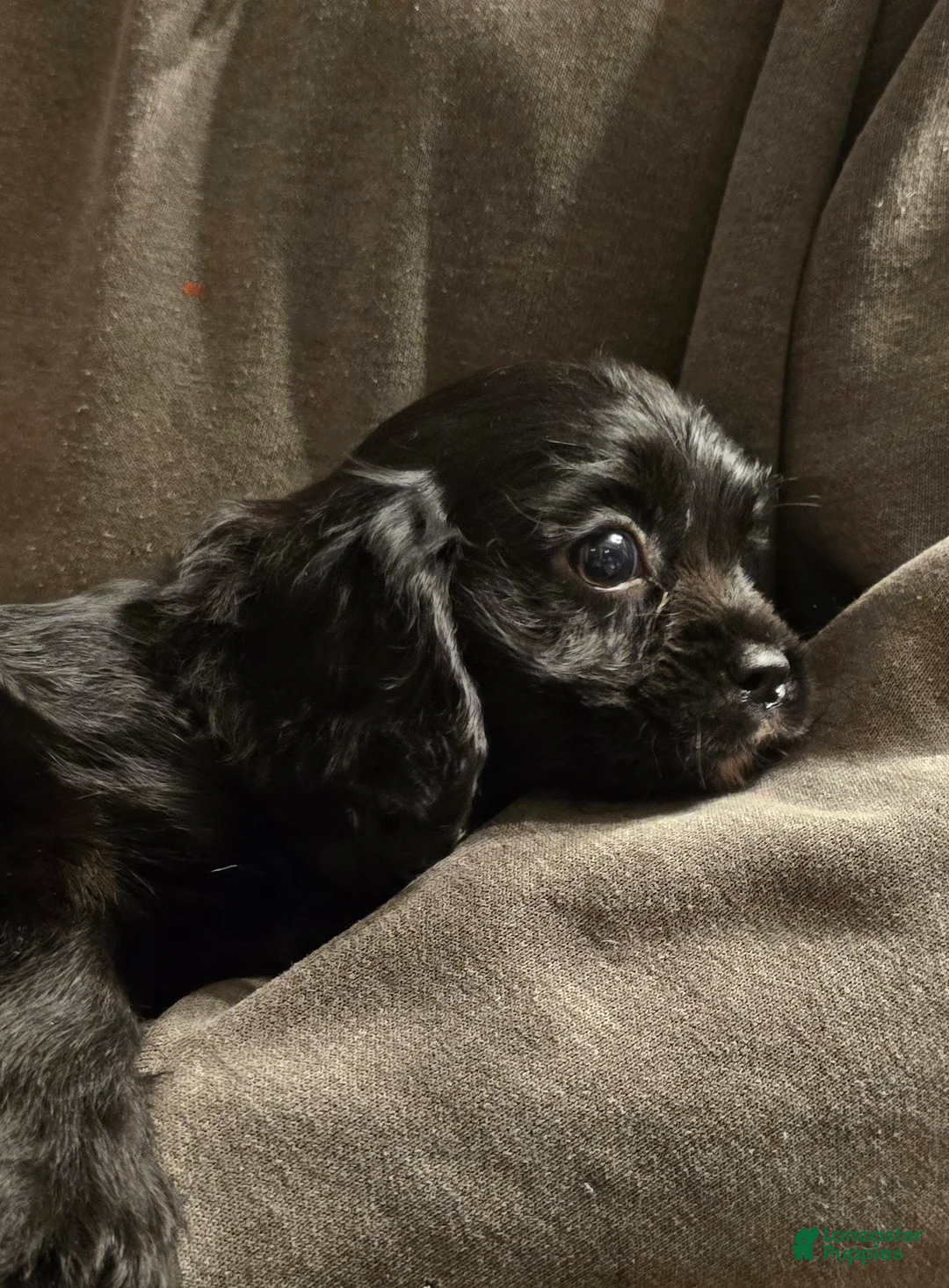 Cavalier King Charles Spaniel dogs for sale: Onyx - Ad 1