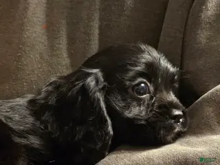 Cavalier King Charles Spaniel dogs Onyx - Ad 41