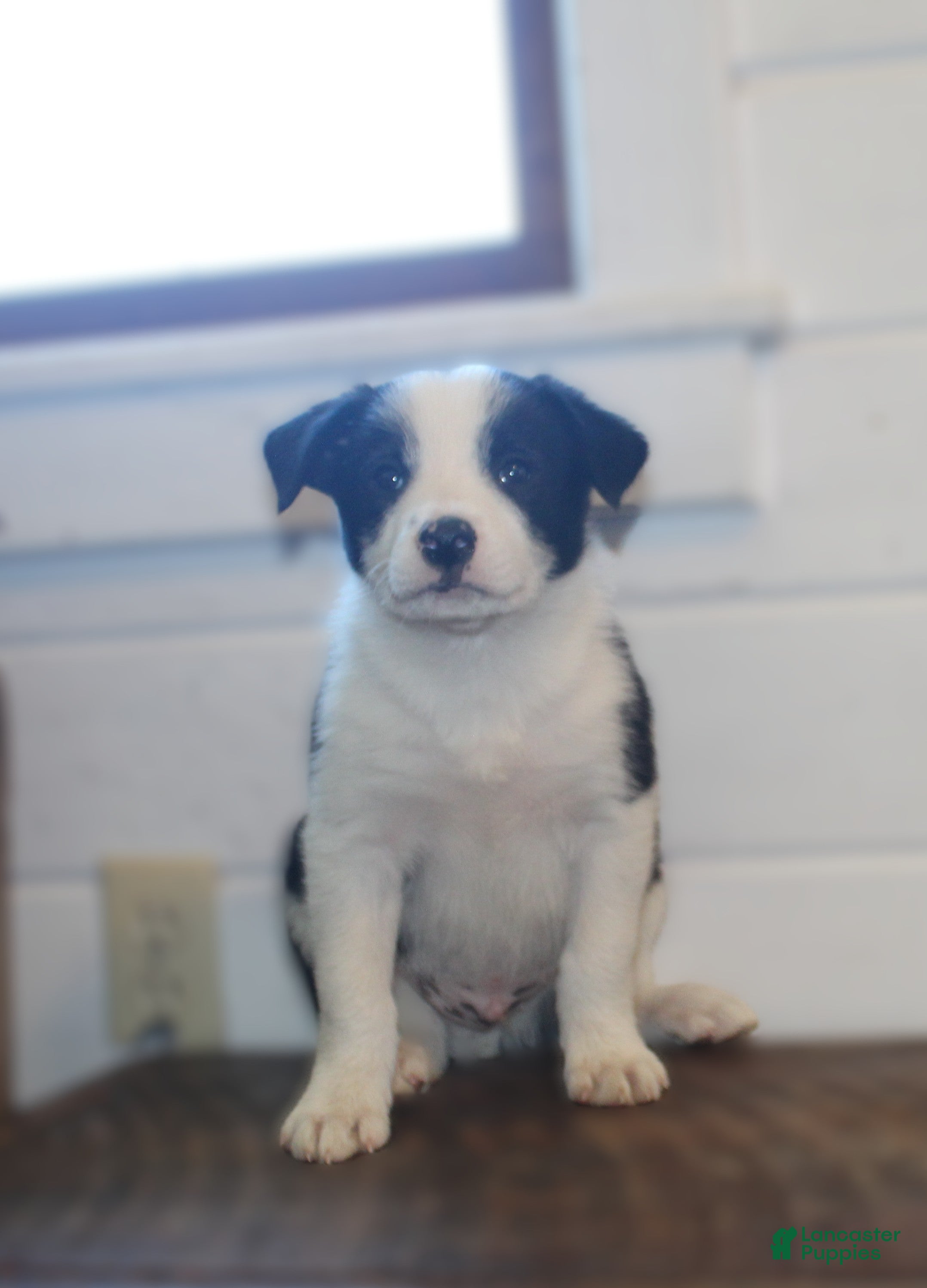 Border Collie dogs Parker - Ad 1