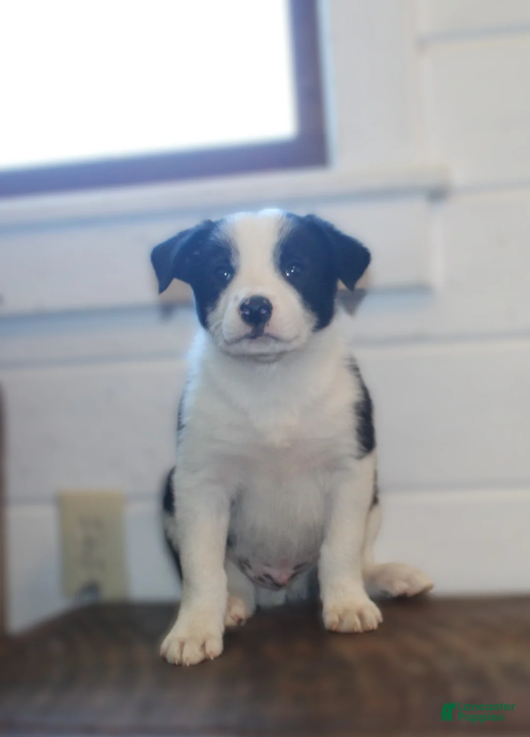 Border Collie dogs for sale: Parker - Ad 1