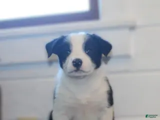 Border Collie dogs for sale: Parker - Ad 4