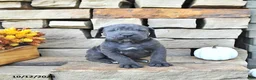 Cane Corso dogs for sale: Ace - Ad 3
