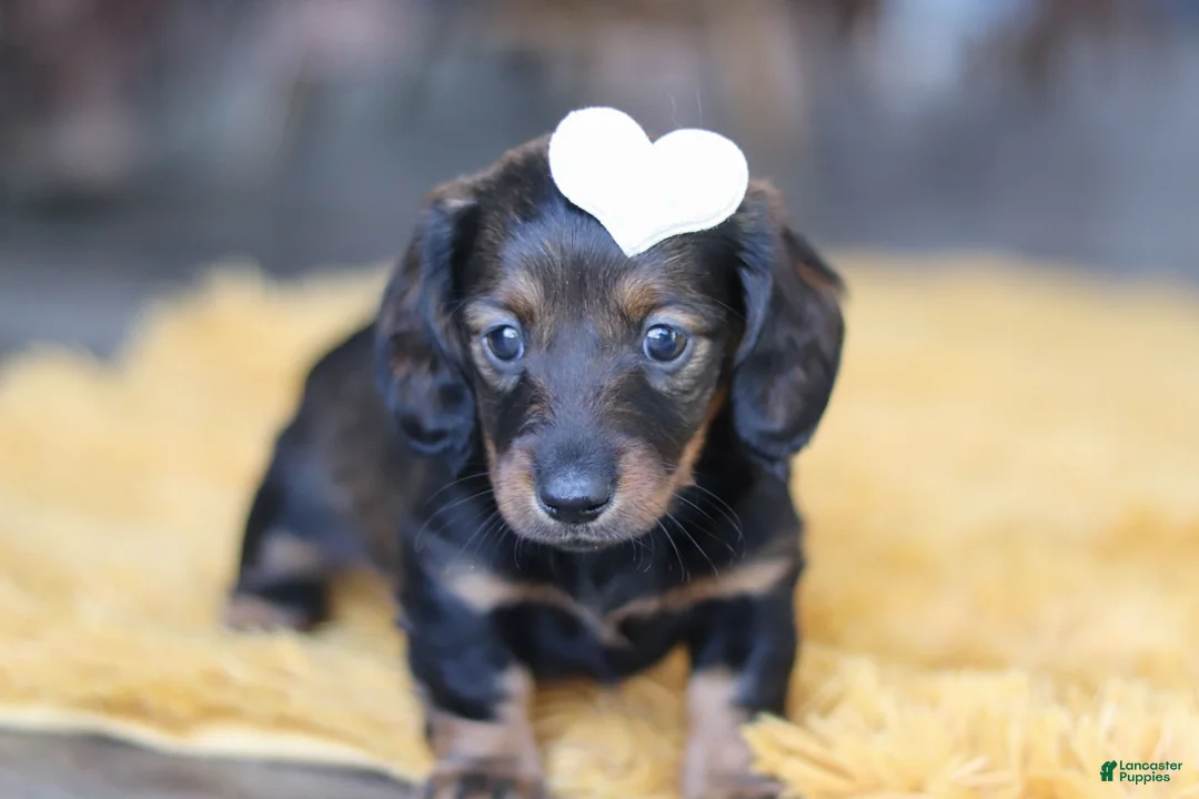 Miniature Dachshund dogs for sale: Crumpet - Ad 8