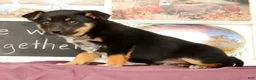 Mixed Breed dogs for sale: Trent - Ad 3