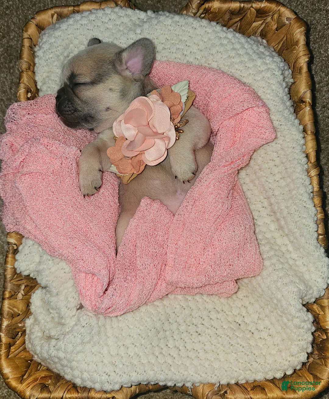 French Bulldog dogs for sale: French Bulldog Puppy 5 - Ad 1