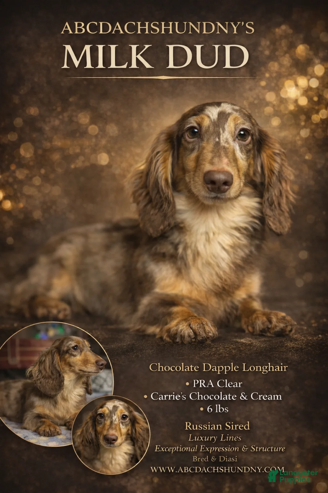 Miniature Dachshund dogs for sale: Milk Dud 6 lbs fully grown! - Ad 1