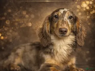 Miniature Dachshund dogs Milk Dud 6 lbs fully grown! - Ad 8