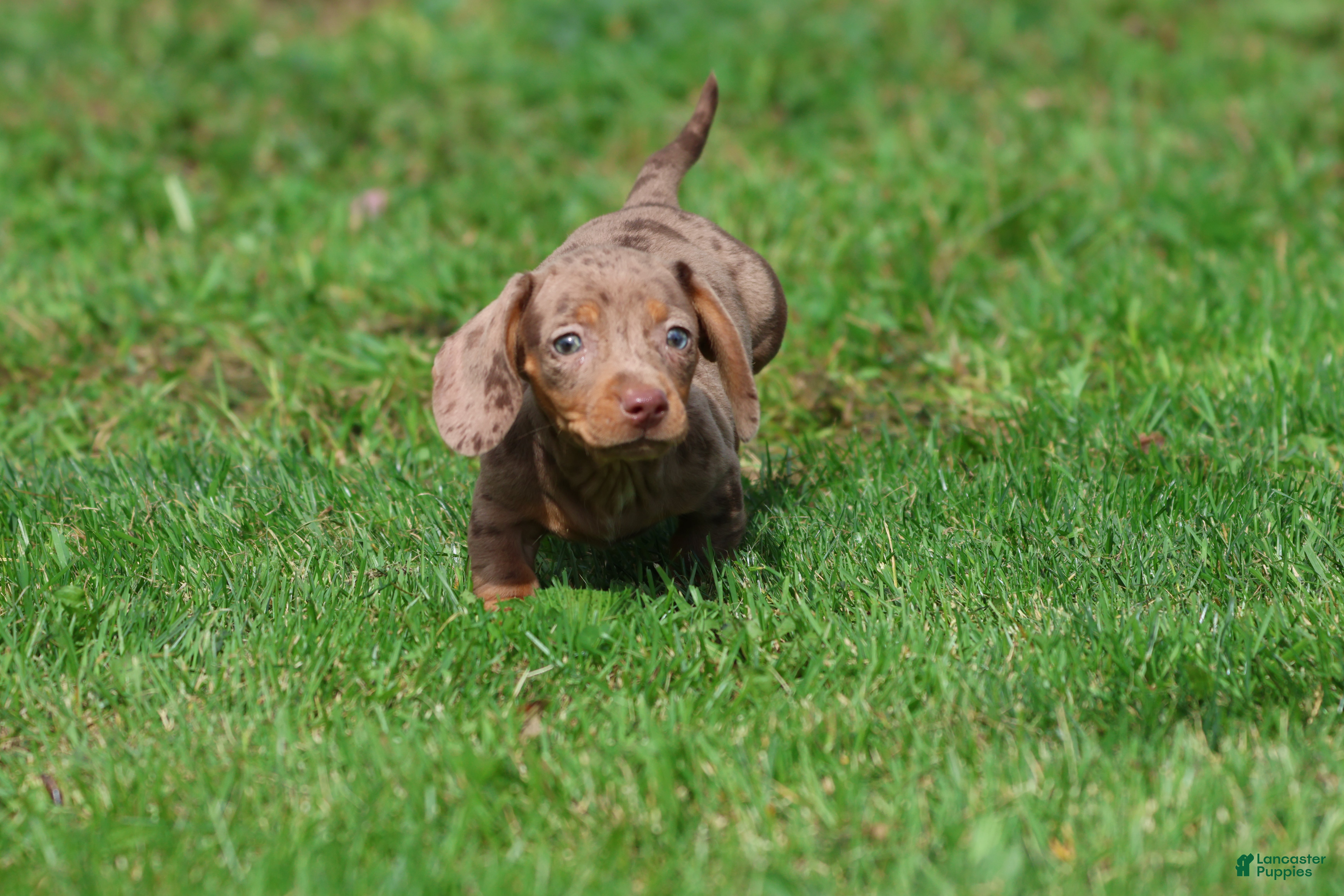 Miniature Dachshund dogs for sale: Heidi - Ad 3