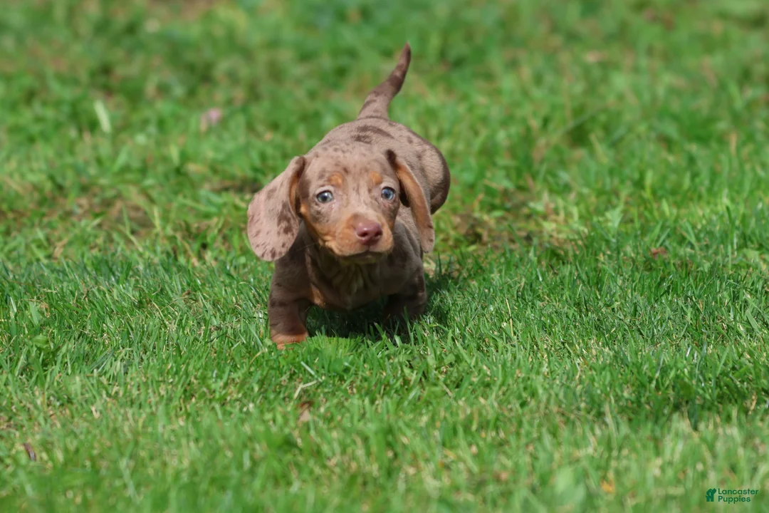 Miniature Dachshund dogs for sale: Heidi - Ad 1