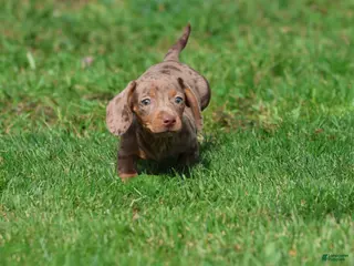 Miniature Dachshund dogs Heidi - Ad 4