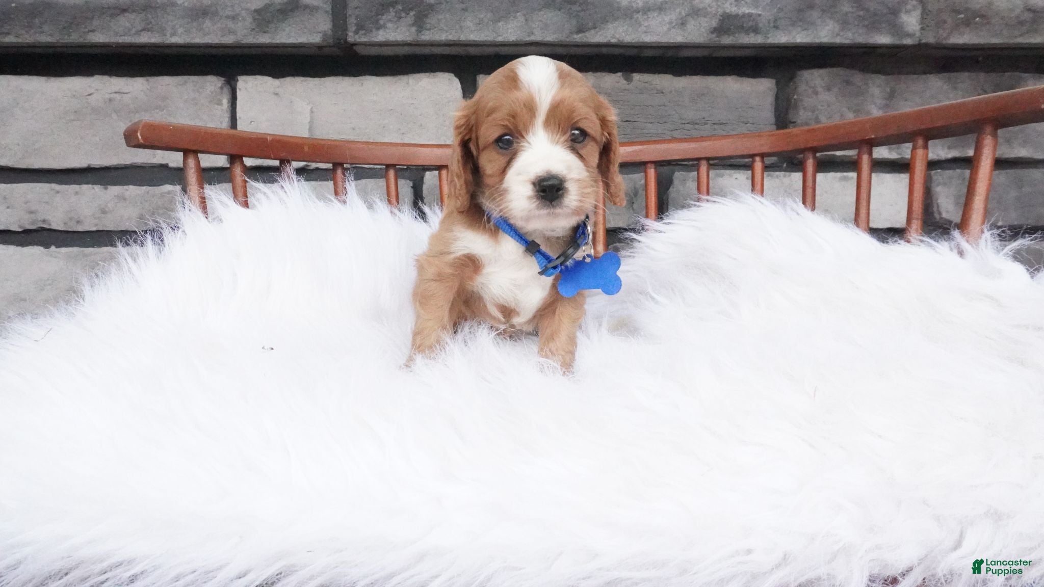 Cavapoo dogs Ollie  - Ad 2