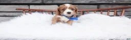 Cavapoo dogs for sale: Ollie  - Ad 2