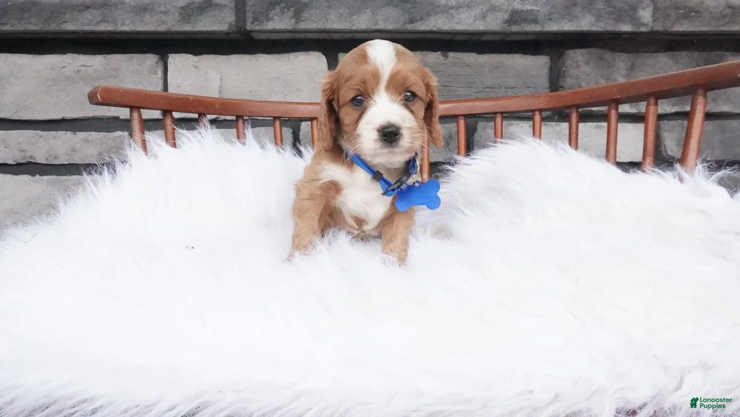 Cavapoo dogs for sale: Ollie  - Ad 2