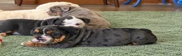 English Bulldog dogs for sale: Loverboy - Ad 10