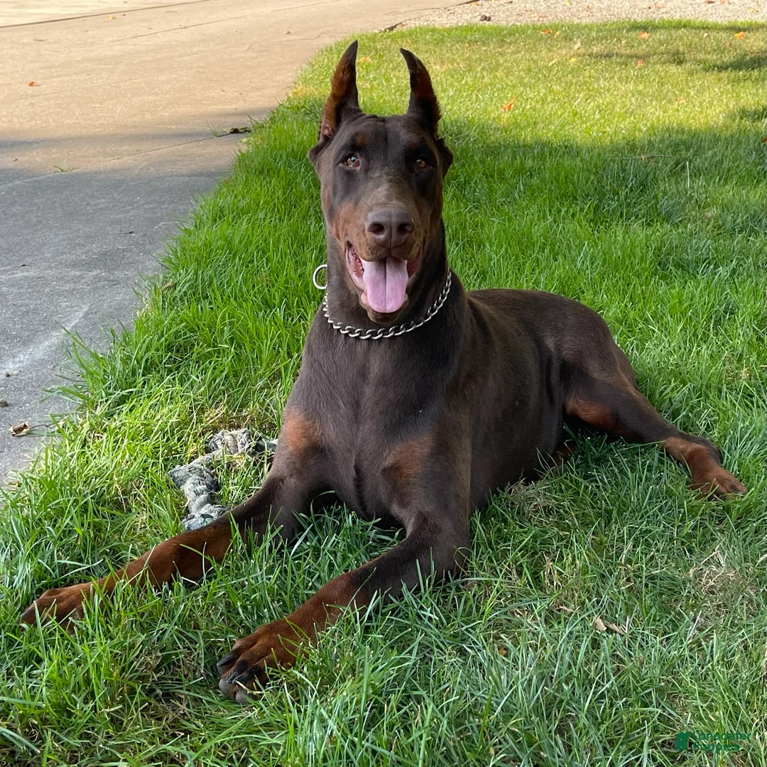 Doberman Pinscher dogs for sale: Vanna - Ad 2