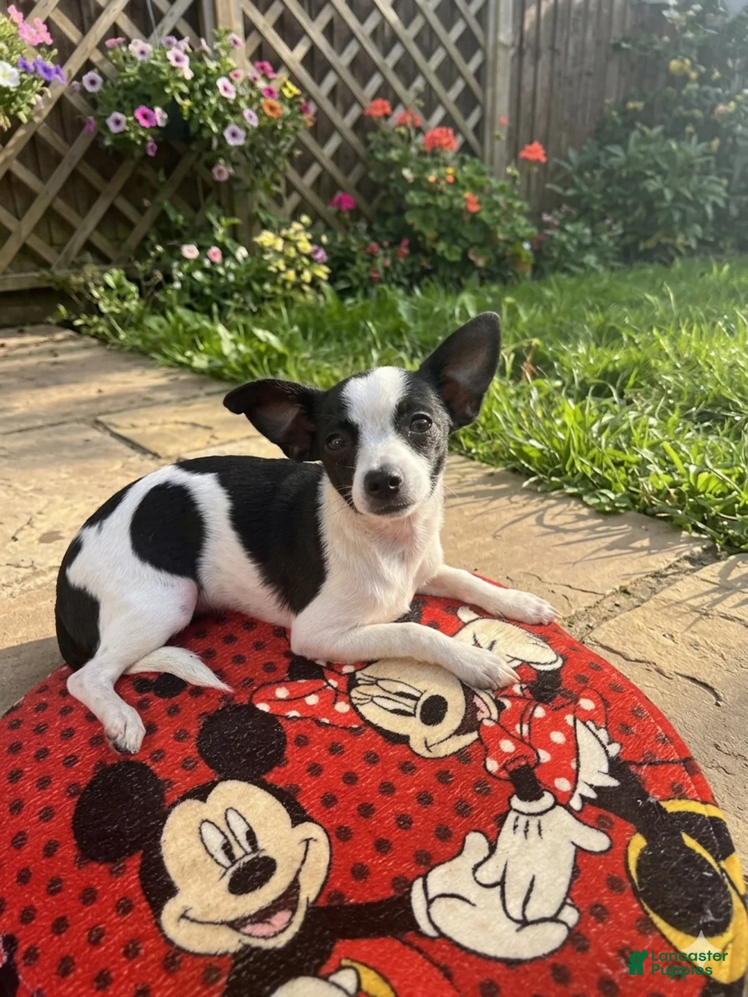 Chihuahua dogs for sale: Chihuahua Puppy 1 - Ad 2