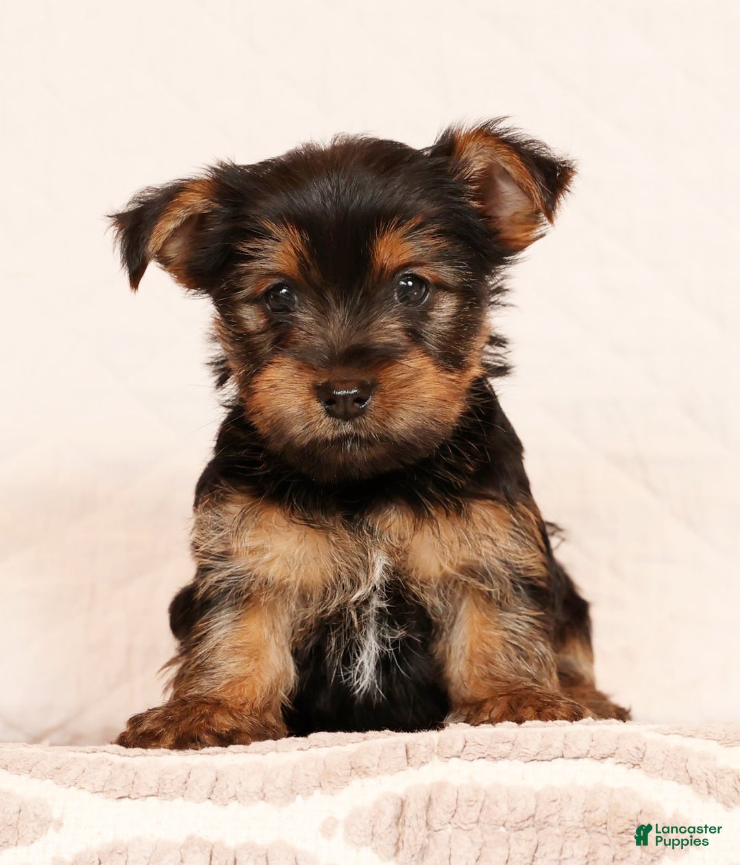 Yorkshire Terrier dogs for sale: Carmel - Ad 1