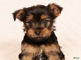 Yorkshire Terrier dogs Carmel - Ad 1