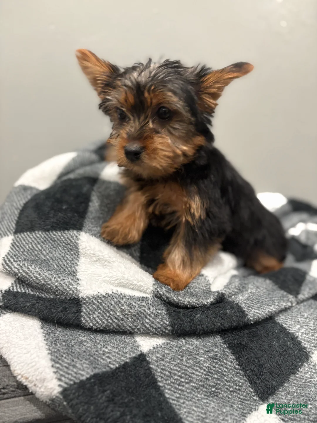 Yorkshire Terrier dogs for sale: Daisy  - Ad 2