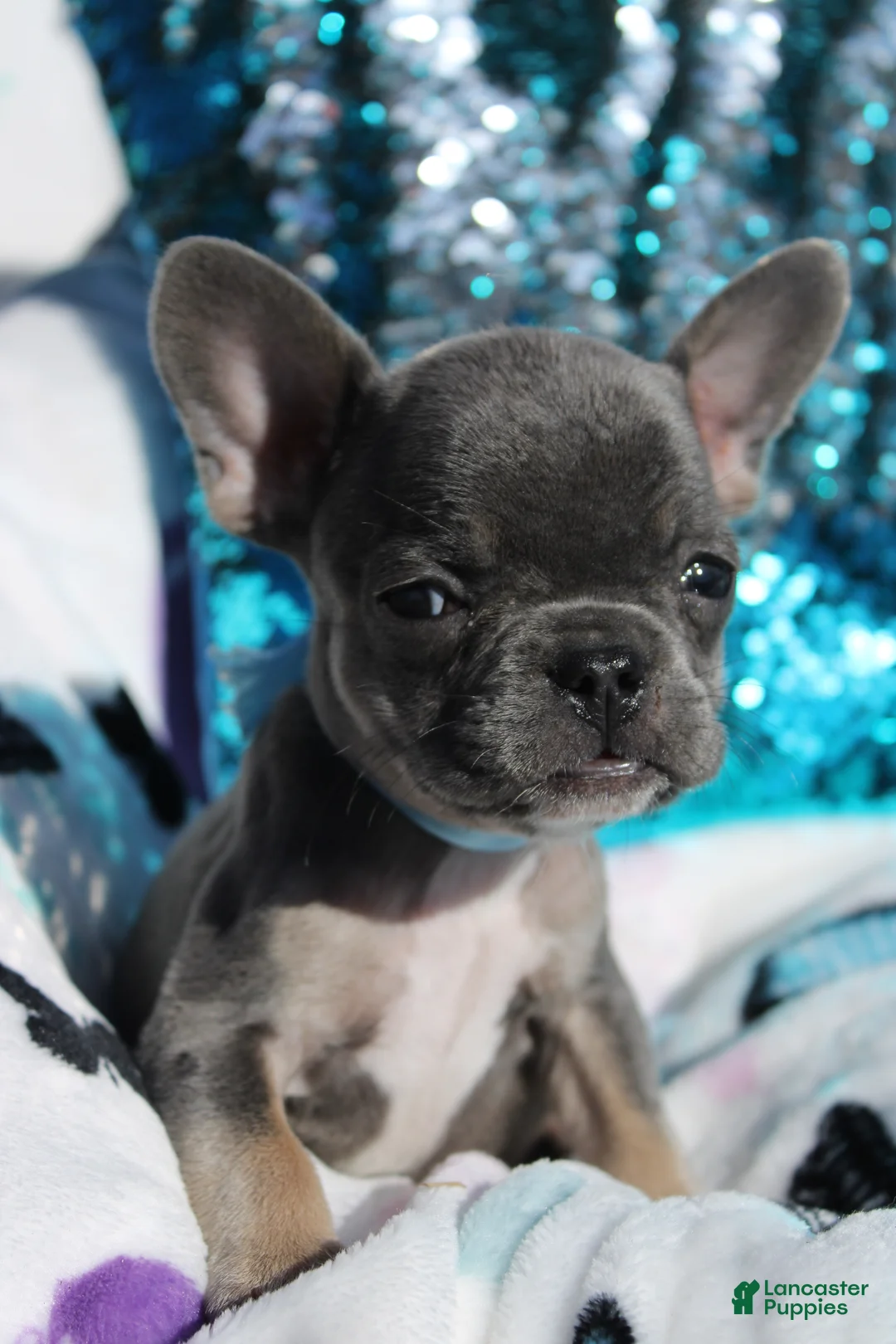 French Bulldog dogs for sale: Oliver - Ad 2