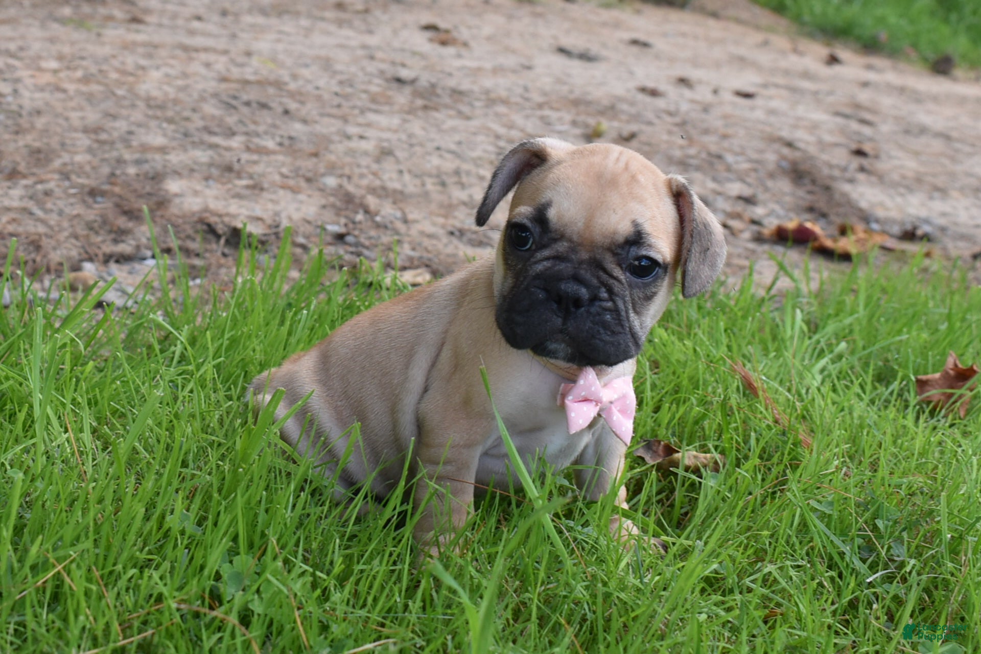 Frug dogs Monica  - Ad 1