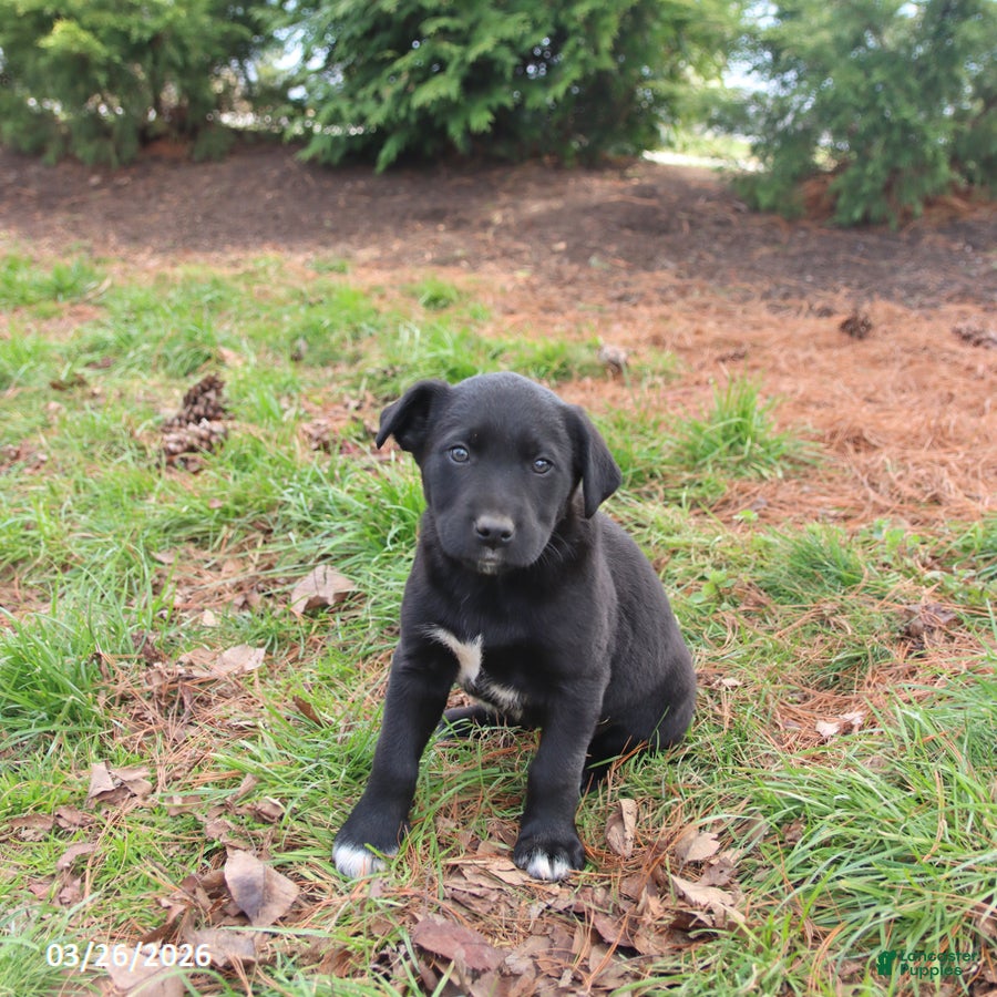 Mixed Breed dogs Missie - Ad 2