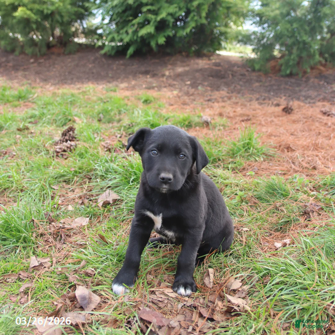 Mixed Breed dogs for sale: Missie - Ad 2