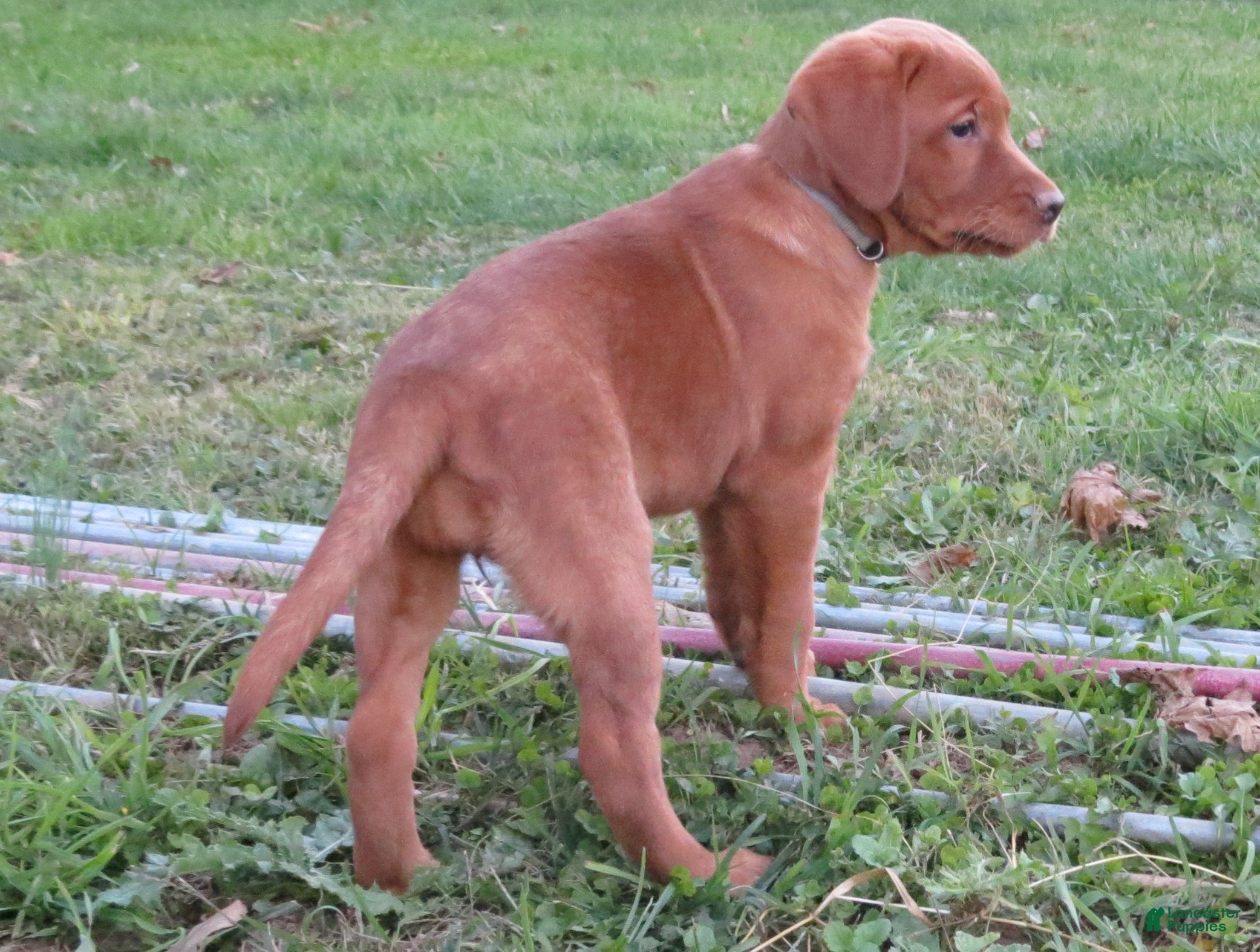 Labrador Retriever dogs Maple (grey collar) - Ad 1