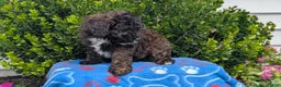 Mixed Breed dogs for sale: Dakota - Ad 9