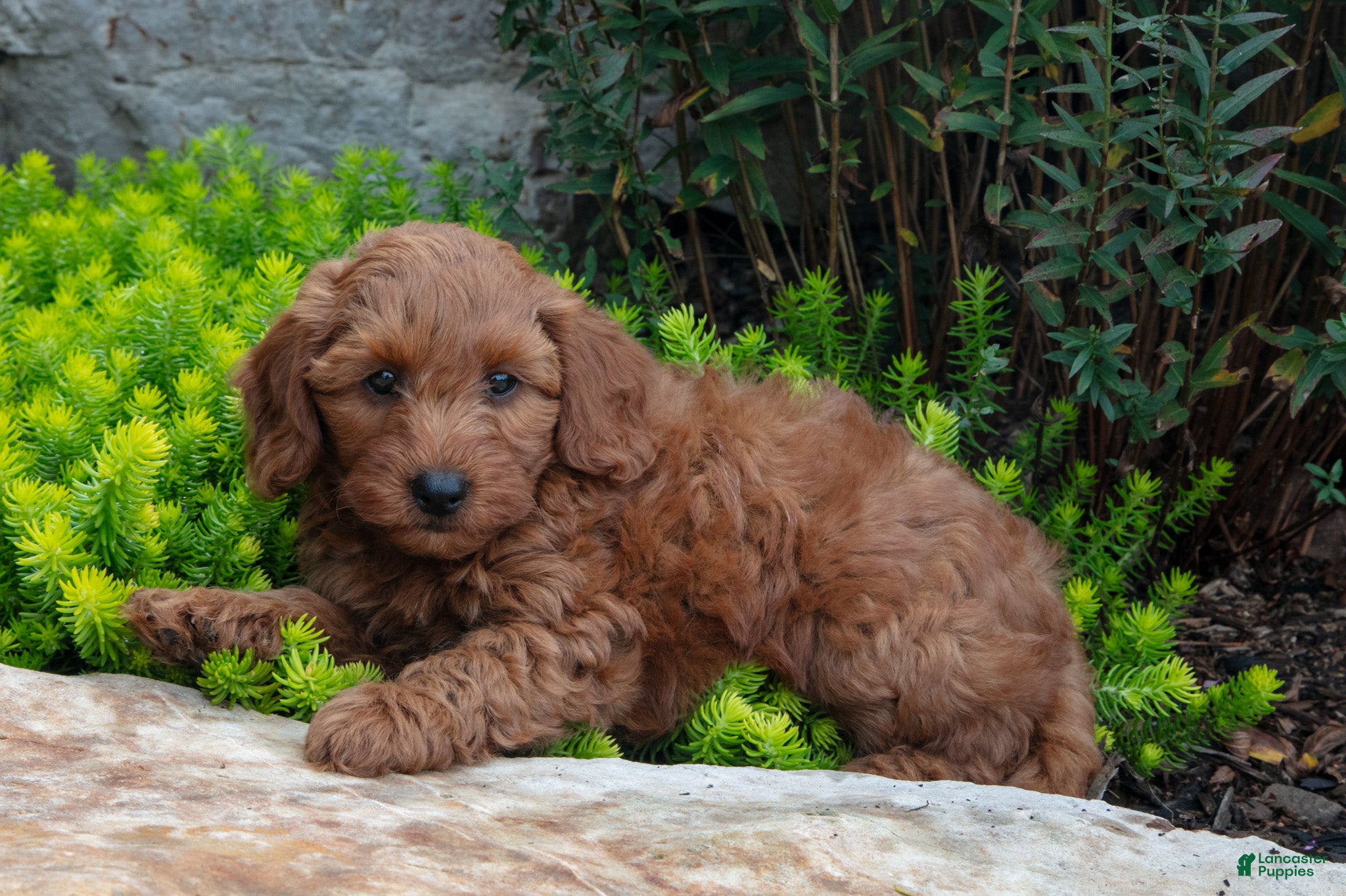 Mini Goldendoodle dogs for sale: Troy - Ad 3